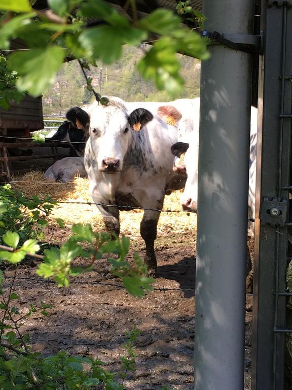 B&B Le Notaire Bomal Exteriör bild